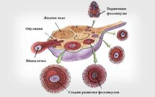 Какие ощущения испытывает женщина при овуляции