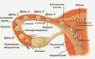 Сколько времени живет яйцеклетка после овуляции