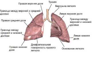 Топография нормального легкого