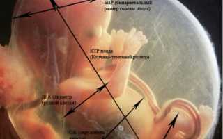 КТР плода по неделям беременности: таблица
