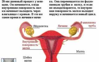 Физиология процессов в женском организме при месячных