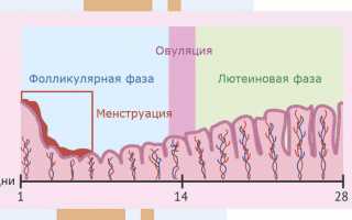 Как меняется толщина эндометрия в период женского цикла?