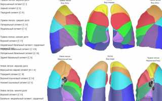 Анатомия: сегментарное строение легких