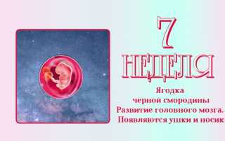 7 недель беременности