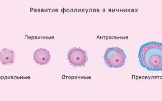 Что означает и чем чревата долгая персистенция фолликула?