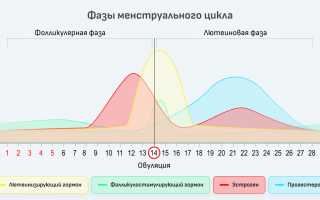 Фолликулярная, лютеиновая и овуляторная фазы менструального цикла