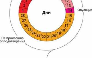 Через сколько дней после овуляции у женщин начинаются месячные?