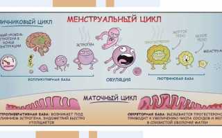 Основные причины и способы лечения недостаточности лютеиновой фазы