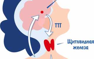 Зачем проверяют тиреотропный гормон?