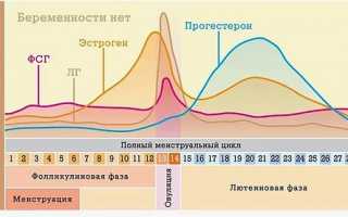 Сколько живет желтое тело после овуляции