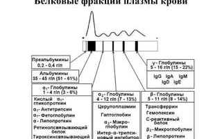 Белковые фракции крови