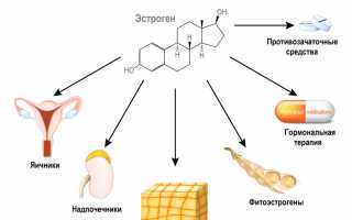 За что отвечают гормоны эстрадиол и эстроген?