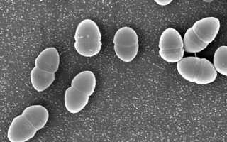 Еnterococcus faecalis: норма, симптомы, препараты